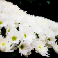白菊